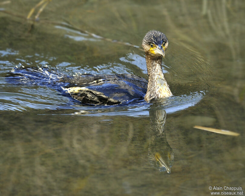 Great CormorantFirst year, identification, Behaviour