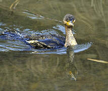 Great Cormorant