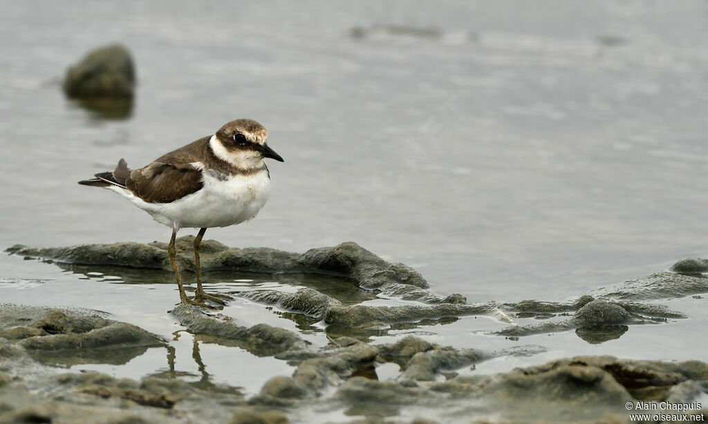 Common Ringed Plover, identification, Behaviour