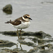 Common Ringed Plover