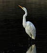 Grande Aigrette