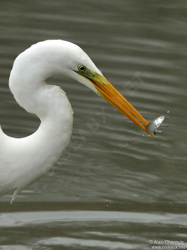 Great Egretadult