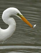 Grande Aigrette