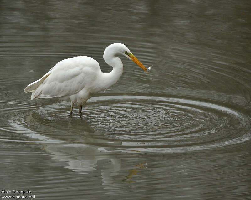 Great Egret, feeding habits, fishing/hunting