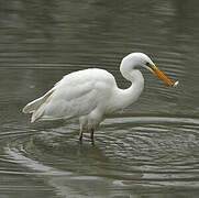 Grande Aigrette