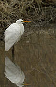 Grande Aigrette