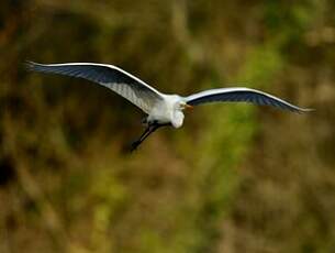 Grande Aigrette