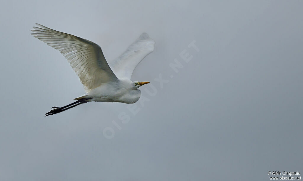 Great Egretadult, identification, Flight, Behaviour