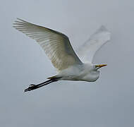 Grande Aigrette