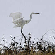 Grande Aigrette