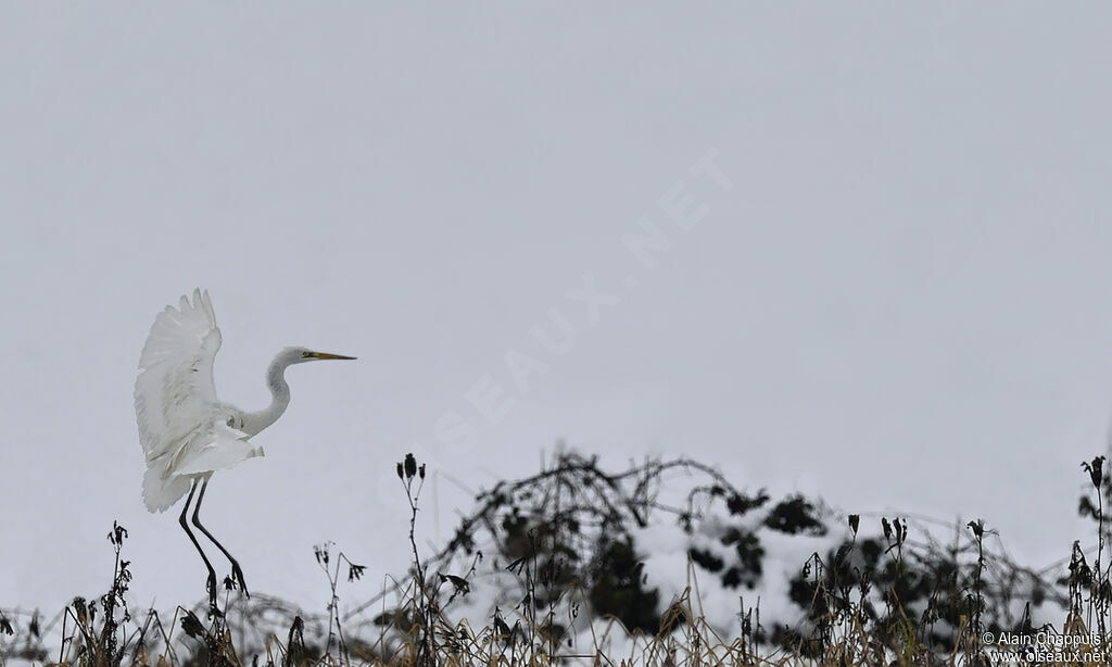 Great Egretadult, identification, Flight, Behaviour