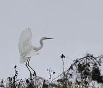 Grande Aigrette