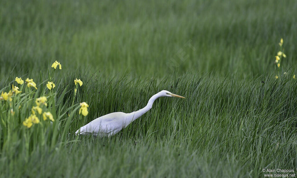 Great Egretadult, identification, Behaviour