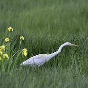 Grande Aigrette