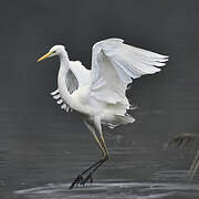 Grande Aigrette