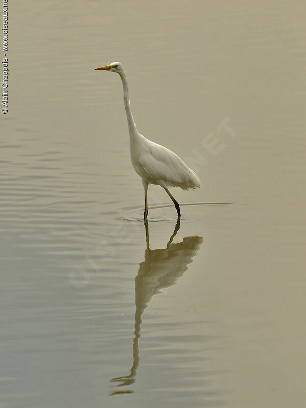 Great Egretadult breeding, identification, Behaviour