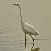 Grande Aigrette