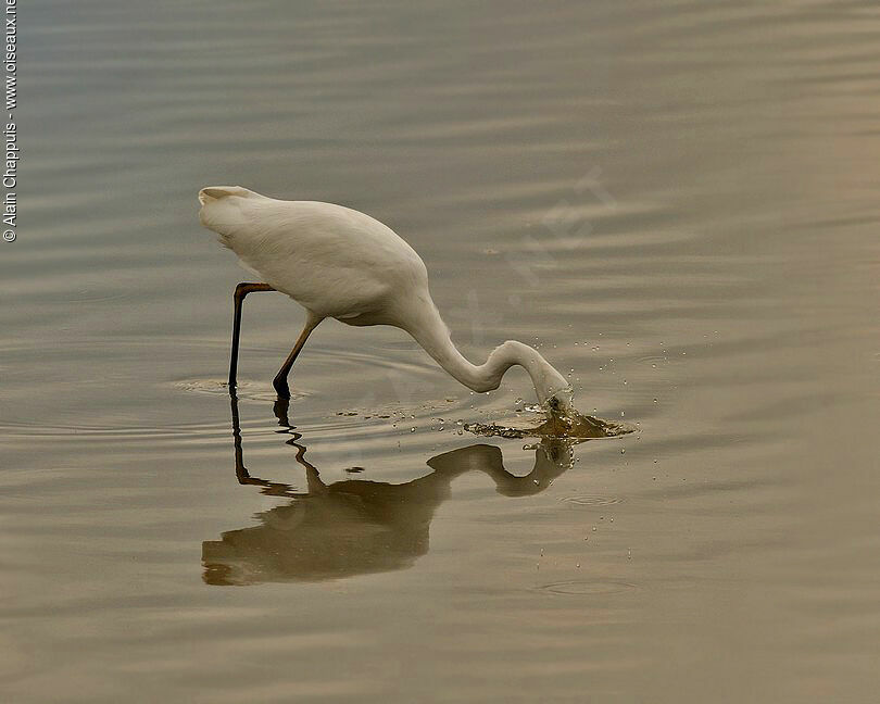 Great Egretadult breeding, Behaviour