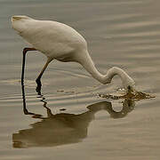 Grande Aigrette