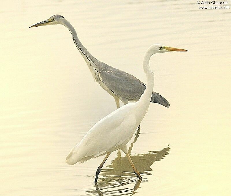 Great Egretadult breeding, identification, Behaviour