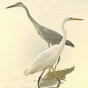 Grande Aigrette