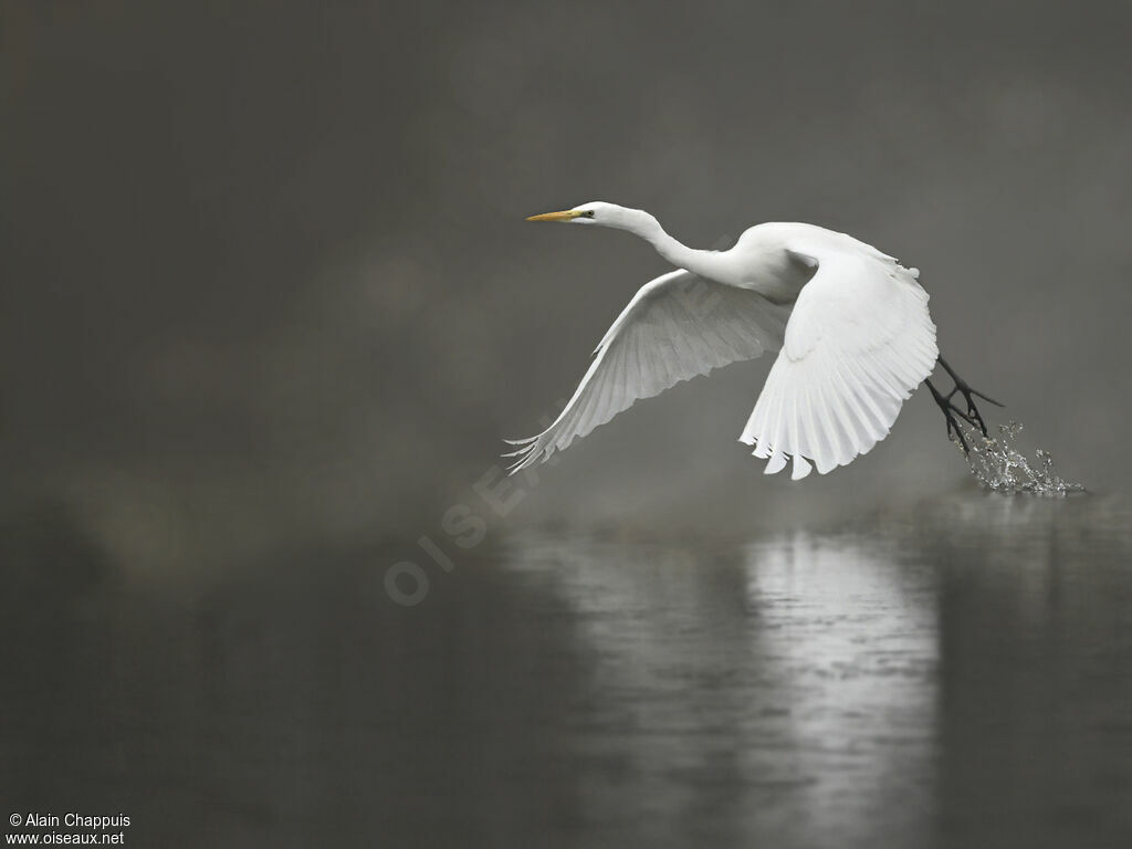 Great Egretadult, identification, Flight, fishing/hunting