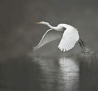 Grande Aigrette