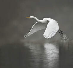 Grande Aigrette