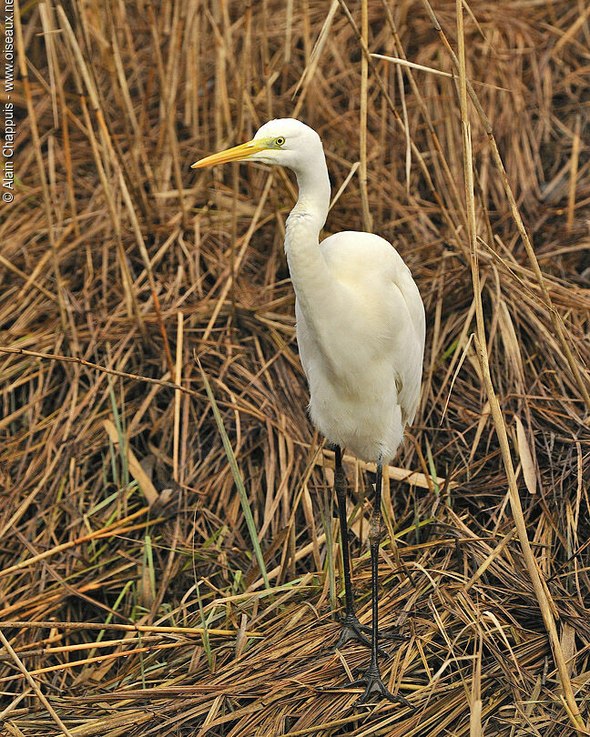 Great Egretadult, identification, Behaviour