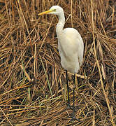 Grande Aigrette