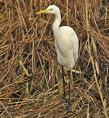 Grande Aigrette