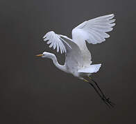 Grande Aigrette