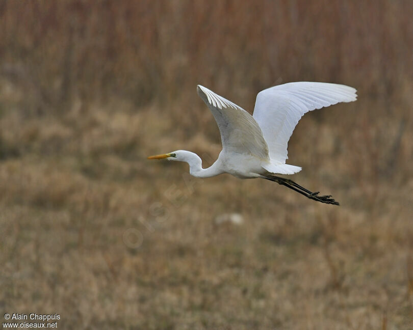 Great Egretadult, identification, Flight, Behaviour