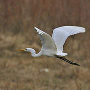 Grande Aigrette