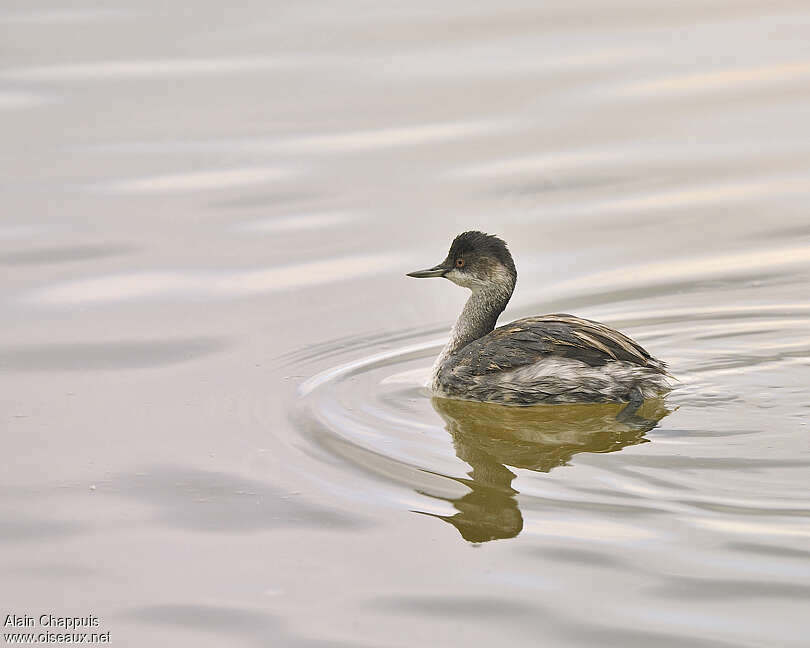 Black-necked GrebeFirst year, identification, Behaviour