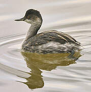 Black-necked Grebe