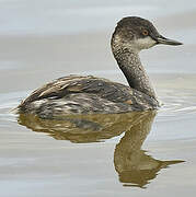 Black-necked Grebe