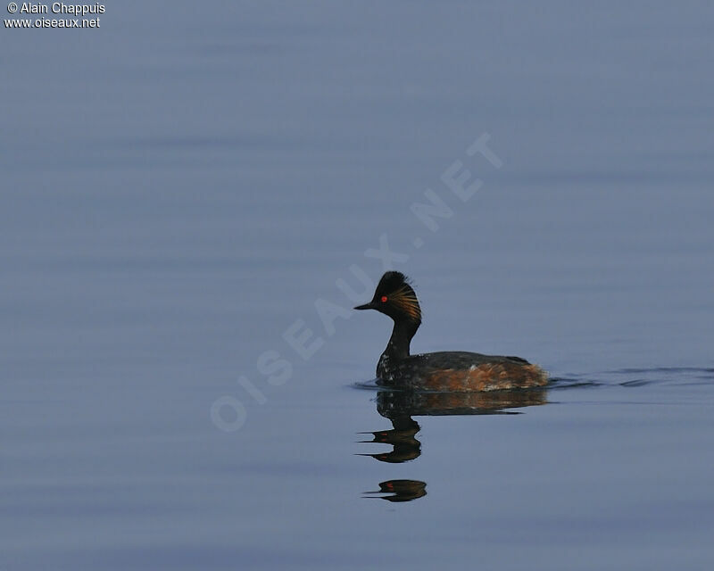 Grèbe à cou noir mâle adulte, identification