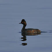 Black-necked Grebe