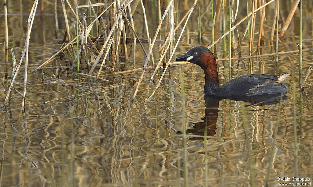 Little Grebeadult, identification, Behaviour