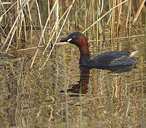 Little Grebe