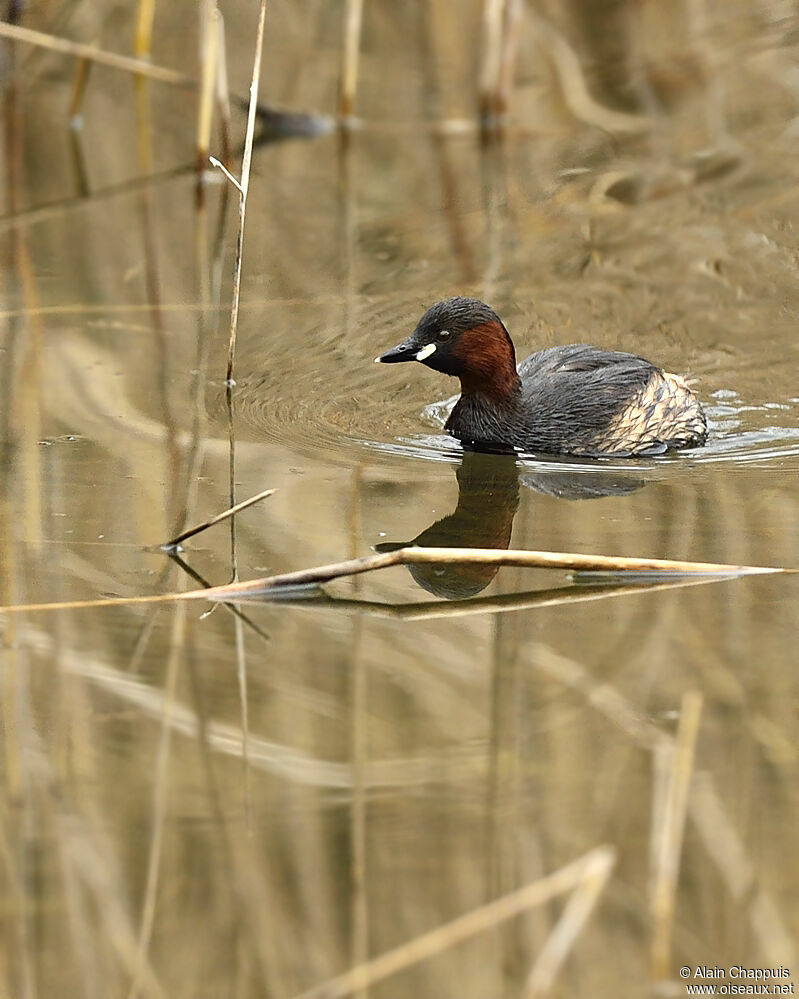 Little Grebeadult, identification, Behaviour