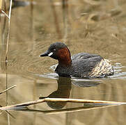 Little Grebe