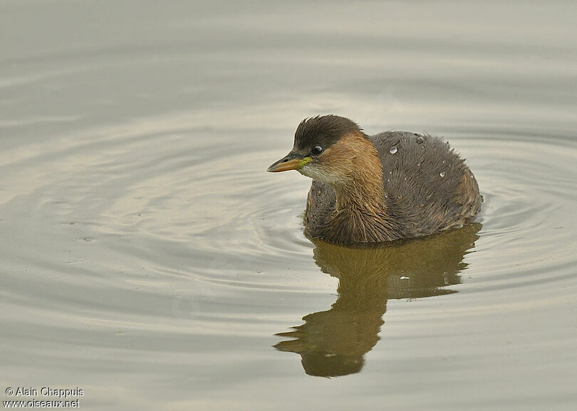 Little Grebeadult post breeding, identification, Behaviour