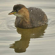 Little Grebe