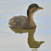 Little Grebe