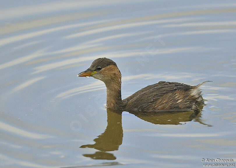 Little Grebe, identification, Behaviour