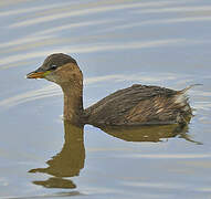 Little Grebe