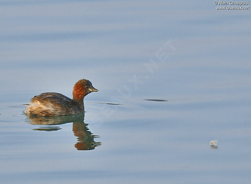 Grèbe castagneuxadulte, identification, Comportement