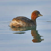 Little Grebe